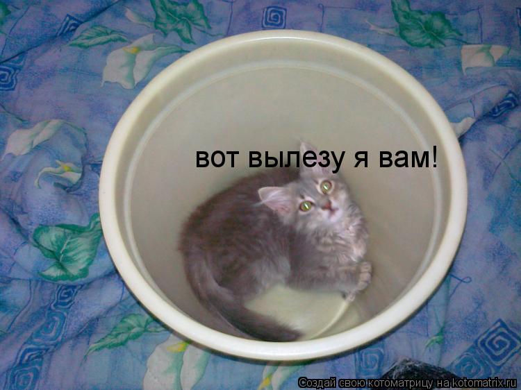 Котоматрица: вот вылезу я вам!