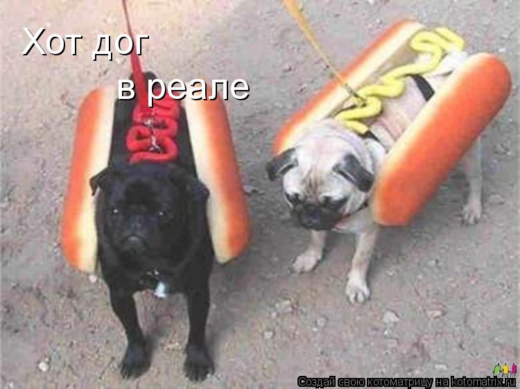 Котоматрица: Хот дог в реале