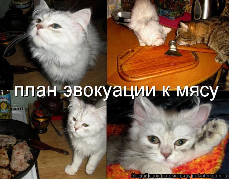 план эвокуации к мясу... Котоматрица: план эвокуации к мясу