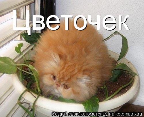 Цветочек... Котоматрица: Цветочек