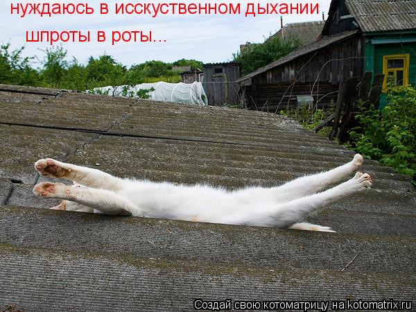 нуждаюсь в исскуственном дыхании шпроты в роты...... Котоматрица: нуждаюсь в исскуственном дыхании шпроты в роты...