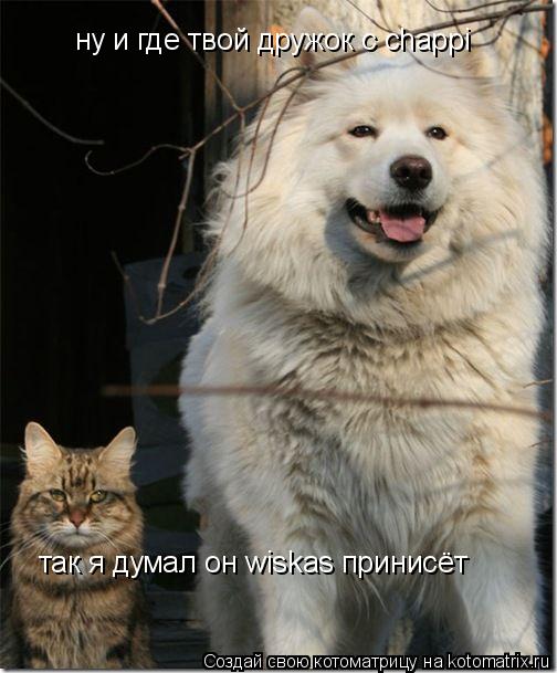 ну и где твой дружок с chappi так я думал он wiskas принисёт... Котоматрица: ну и где твой дружок с chappi так я думал он wiskas принисёт