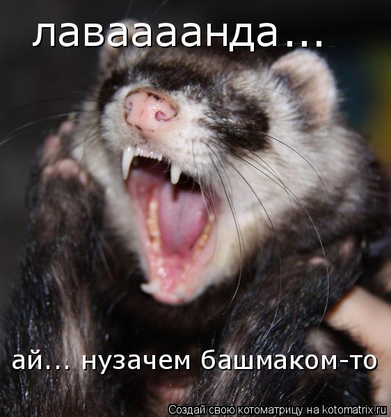 лаваааанда ... ай... нузачем башмаком-то... Котоматрица: лаваааанда ... ай... нузачем башмаком-то