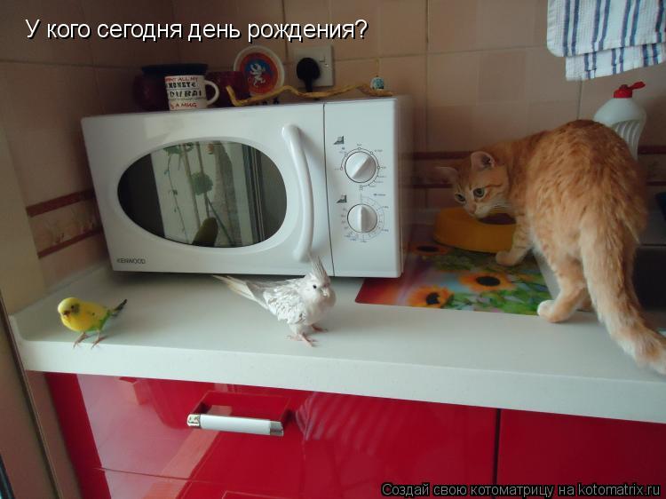 У кого сегодня день рождения?... Котоматрица: У кого сегодня день рождения?