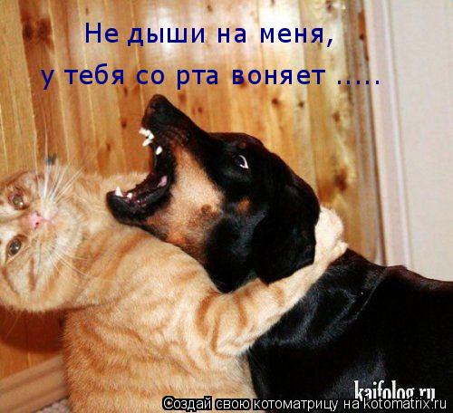 Не дыши на меня, у тебя со рта воняет ........ Котоматрица: Не дыши на меня, у тебя со рта воняет .....