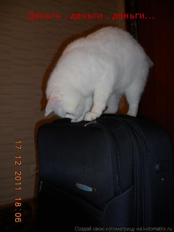 Деньги , деньги , деньги...... Котоматрица: Деньги , деньги , деньги...