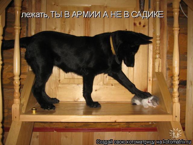 лежать,ТЫ В АРМИИ А НЕ В САДИКЕ... Котоматрица: лежать,ТЫ В АРМИИ А НЕ В САДИКЕ