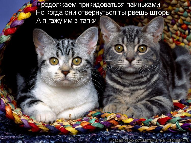 Продолжаем прикидоваться паиньками Но когда они отвернуться ты рвешь шторы А я гажу им в тапки... Котоматрица: Продолжаем прикидоваться паиньками Но когда они отвернуться ты рвешь шторы А я гажу им в тапки