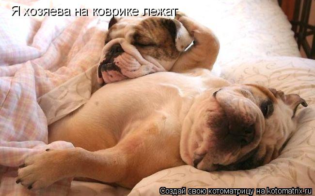 Я хозяева на коврике лежат... Котоматрица: Я хозяева на коврике лежат