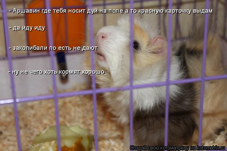 - Аршавин где тебя носит дуй на поле а то красную карточку выдам - да иду иду - заколибали по есть не... Котоматрица: - Аршавин где тебя носит дуй на поле а то красную карточку выдам - да иду иду - заколибали по есть не дают - ну не чего хоть кормят хорошо