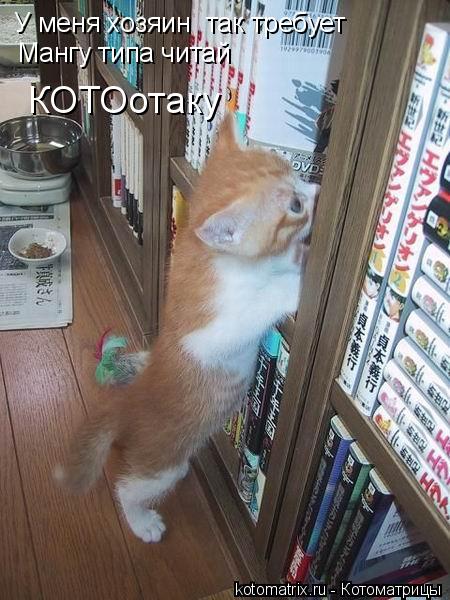 У меня хозяин так требует Мангу типа читай КОТОотаку... Котоматрица: У меня хозяин так требует Мангу типа читай КОТОотаку