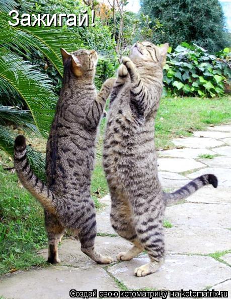 Зажигай!... Котоматрица: Зажигай!