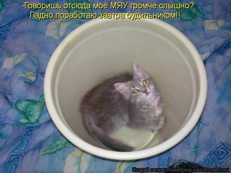 -Говоришь,отсюда мое МЯУ громче слышно? Ладно,поработаю завтра будильником!!... Котоматрица: -Говоришь,отсюда мое МЯУ громче слышно? Ладно,поработаю завтра будильником!!