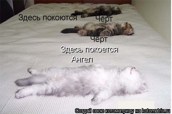 Ангел Здесь покоется Здесь покоются Чёрт Чёрт... Котоматрица: Ангел Здесь покоется Здесь покоются Чёрт Чёрт