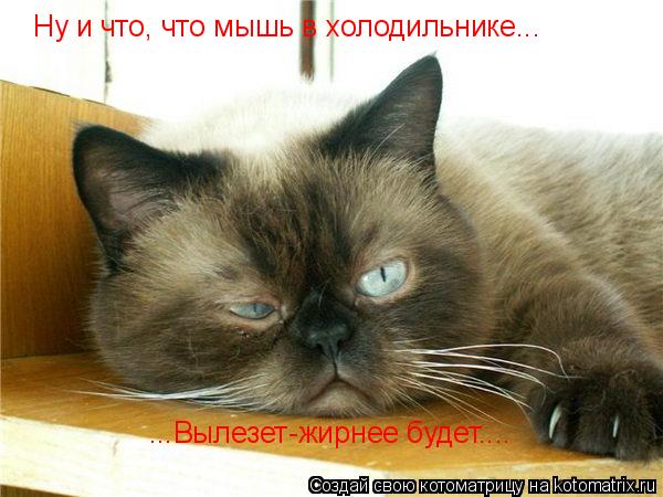 Ну и что, что мышь в холодильнике... ...Вылезет-жирнее будет....... Котоматрица: Ну и что, что мышь в холодильнике... ...Вылезет-жирнее будет....