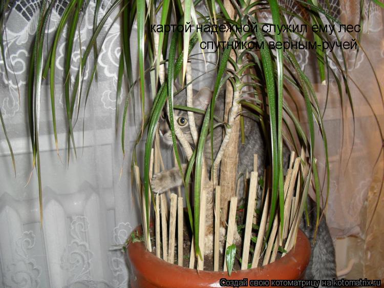 картой надежной служил ему лес спутником верным-ручей... Котоматрица: картой надежной служил ему лес спутником верным-ручей