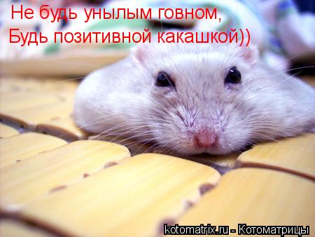Не будь унылым говном , Будь позитивной какашкой))... Котоматрица: Не будь унылым говном , Будь позитивной какашкой))
