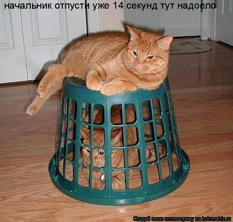 начальник отпусти уже 14 секунд тут надоело... Котоматрица: начальник отпусти уже 14 секунд тут надоело