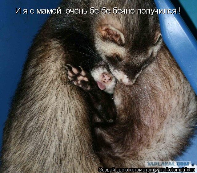 И я с мамой очень бе бе бечно получился !... Котоматрица: И я с мамой очень бе бе бечно получился !