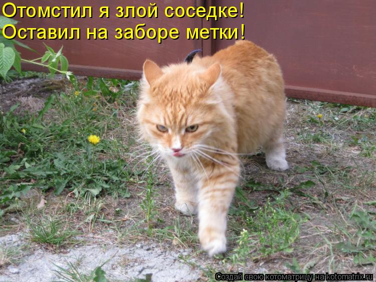 Отомстил я злой соседке! Оставил на заборе метки!... Котоматрица: Отомстил я злой соседке! Оставил на заборе метки!