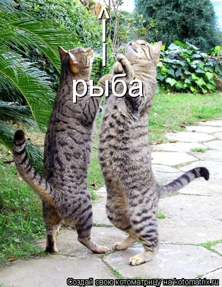 ^ ^ I I рыба... Котоматрица: ^ ^ I I рыба