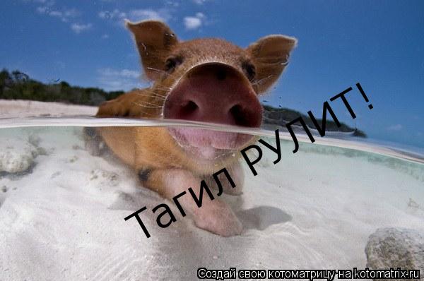 Котоматрица: Тагил РУЛИТ!