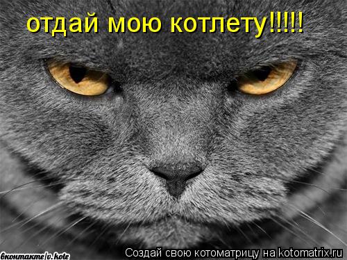 Котоматрица: отдай мою котлету!!!!!