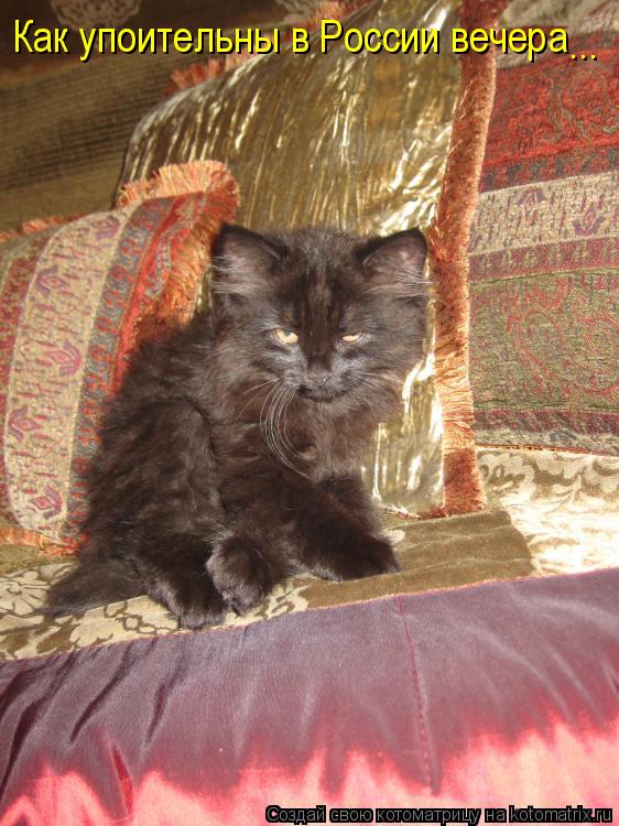 Котоматрица: Как упоительны в России вечера  ...