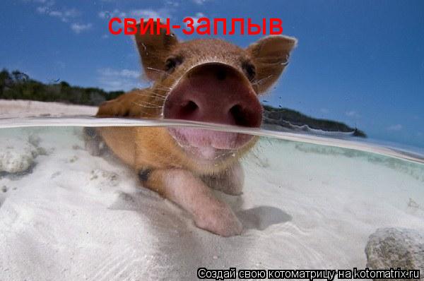 Котоматрица: свин-заплыв