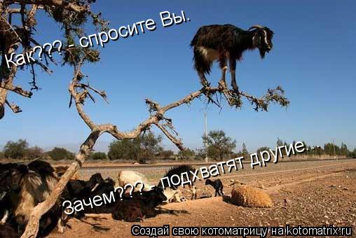 Котоматрица: Как??? - спросите Вы. Зачем??? - подхватят другие...