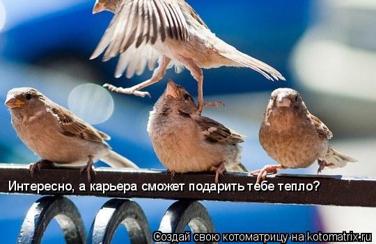 Котоматрица: Интересно, а карьера сможет подарить тебе тепло?