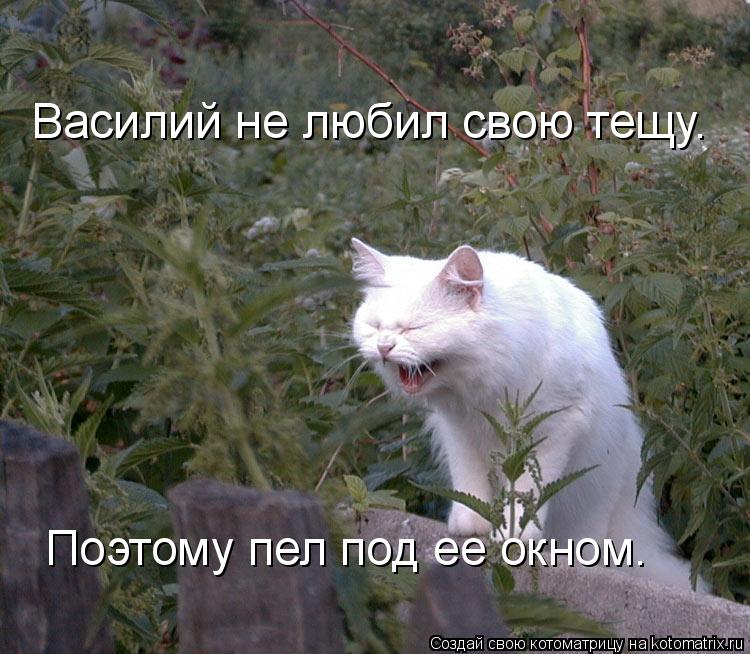 Котоматрица: Василий не любил свою тещу. Поэтому пел под ее окном.