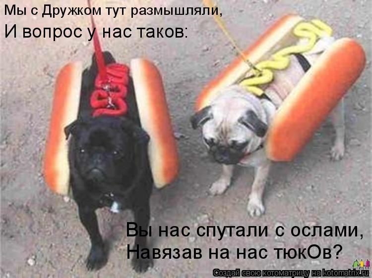 Вы нас спутали с ослами, Навязав на нас тюкОв? Мы с Дружком тут размышляли, И вопрос у нас таков:... Котоматрица: Вы нас спутали с ослами, Навязав на нас тюкОв? Мы с Дружком тут размышляли, И вопрос у нас таков: