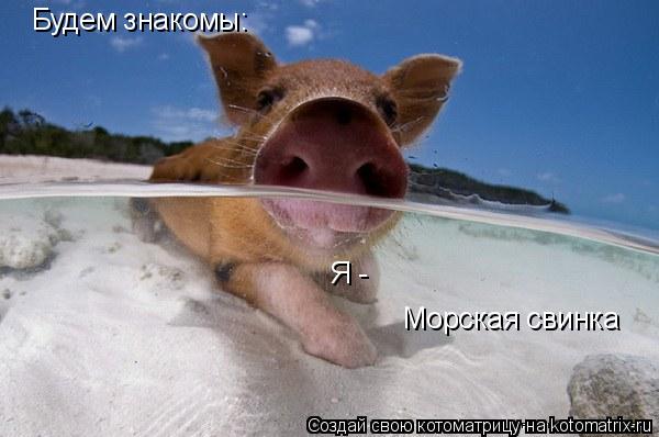 Котоматрица: Морская свинка Будем знакомы: Я -