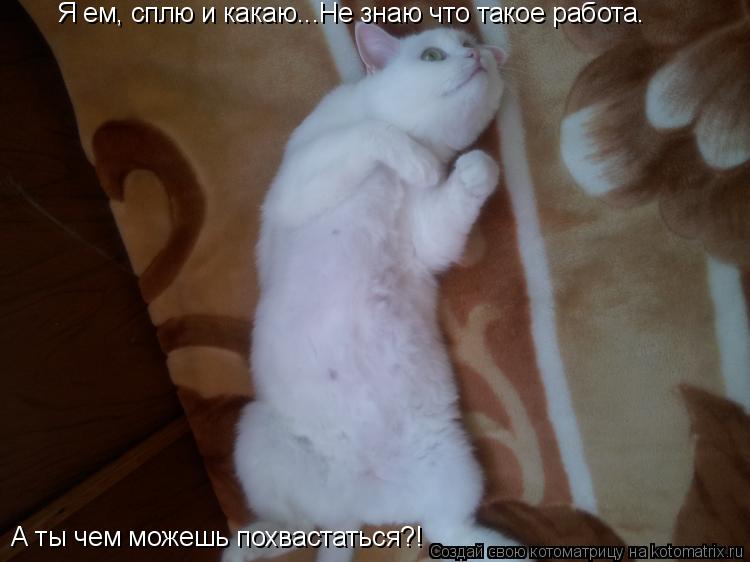 Котоматрица: Я ем, сплю и какаю...Не знаю что такое работа. А ты чем можешь похвастаться?!