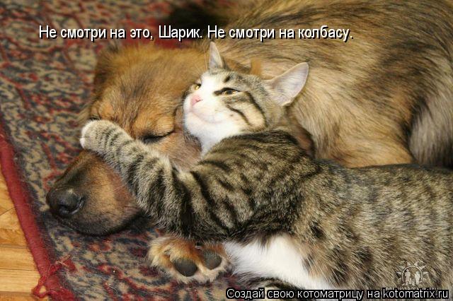 Котоматрица: Не смотри на это, Не смотри на это, Шарик. Не смотри на колбасу.