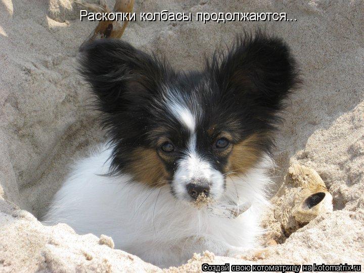 Котоматрица: Раскопки колбасы продолжаются...