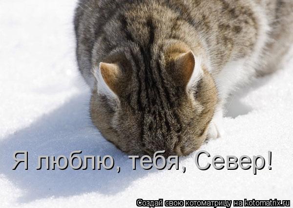 Котоматрица: Я люблю, тебя, Север!