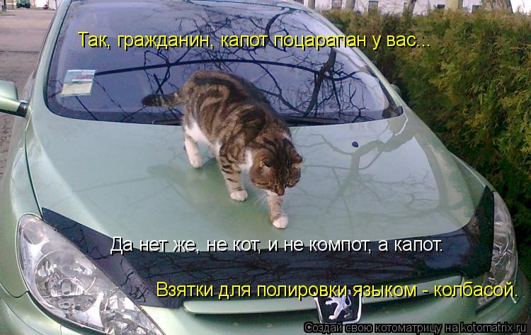 Котоматрица: Так, гражданин, капот поцарапан у вас... Да нет же, не кот, и не компот, а капот. Взятки для полировки языком - колбасой.