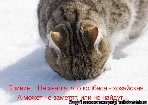 Котоматрица: Блииин... Не знал я, что колбаса - хозяйская... А может не заметят, или не найдут...