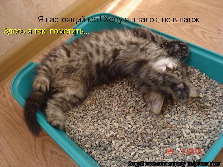 Котоматрица: Я настоящий кот! Хожу я в тапок, не в латок... Здесь я так, пометить...