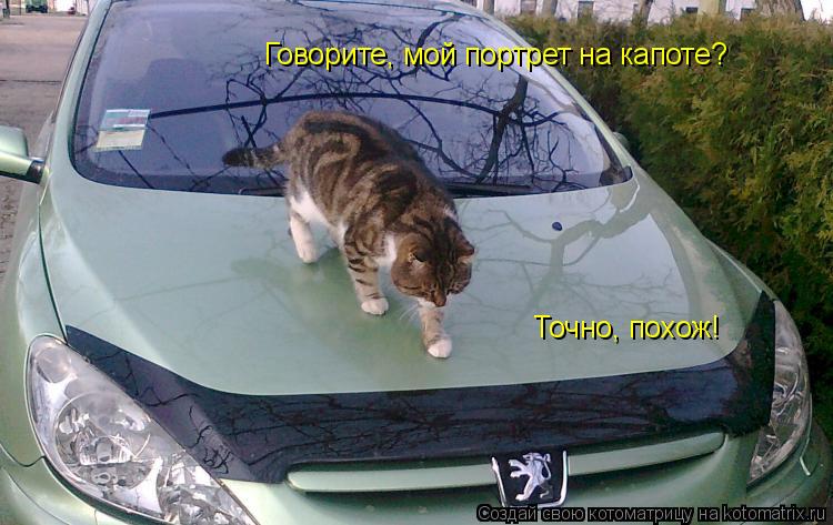 Котоматрица: Говорите, мой портрет на капоте? Точно, похож!