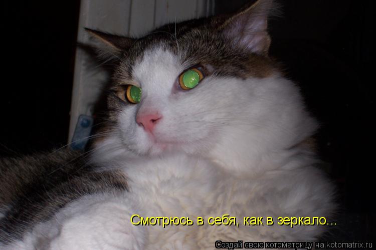 Котоматрица: Смотрюсь в себя, как в зеркало...