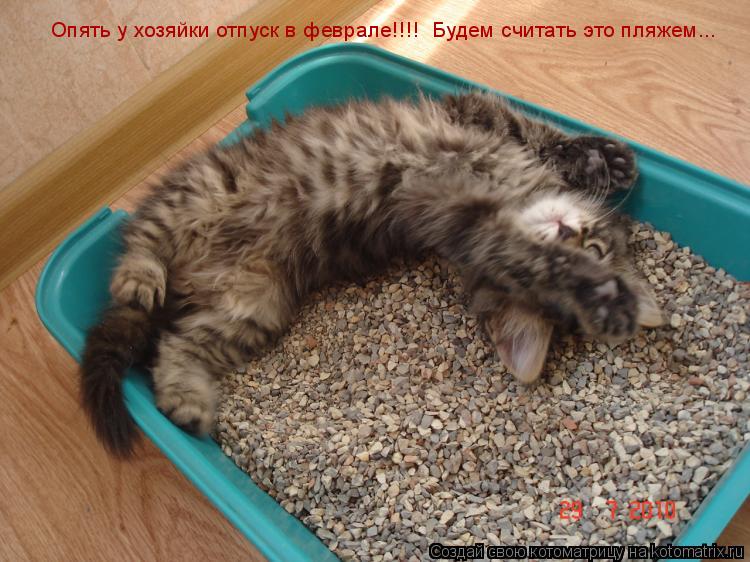 Котоматрица: Опять у хозяйки отпуск в феврале!!!!  Будем считать это пляжем...
