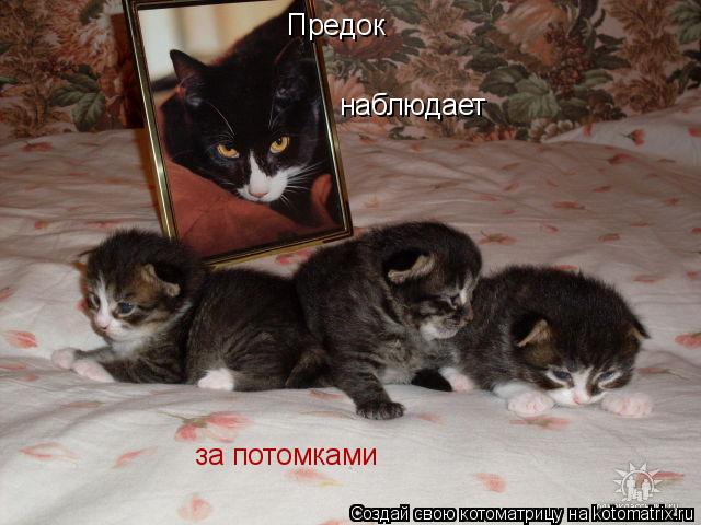 Котоматрица: Предок  наблюдает за потомками