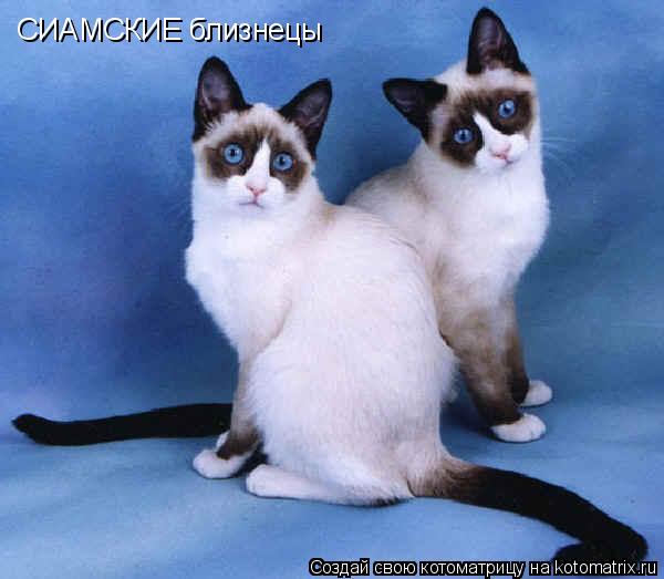 Котоматрица: СИАМСКИЕ близнецы