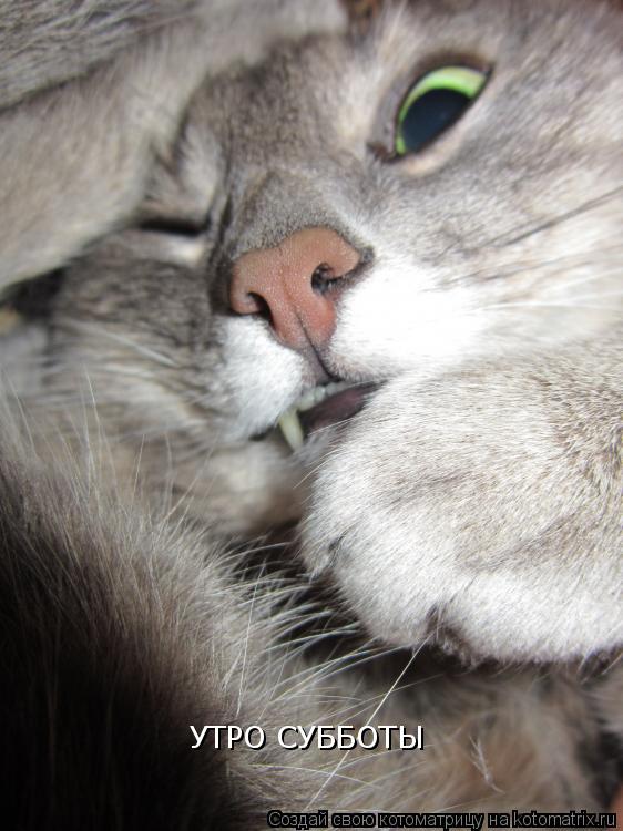 Котоматрица: УТРО СУББОТЫ
