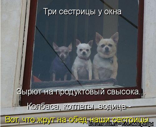 Три сестрицы у окна Зырют на продуктовый свысока... Колбаса, котлеты, водица - Вот, что жрут на обед ... Котоматрица: Три сестрицы у окна Зырют на продуктовый свысока... Колбаса, котлеты, водица - Вот, что жрут на обед наши сестрицы