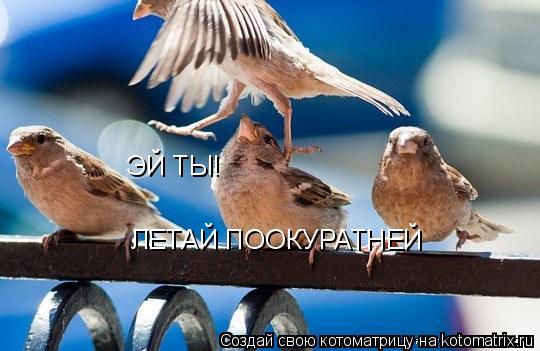 Котоматрица: ЭЙ ТЫ! ЛЕТАЙ ПООКУРАТНЕЙ