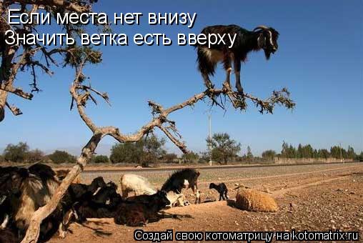 Котоматрица: Если места нет внизу Значить ветка есть вверху